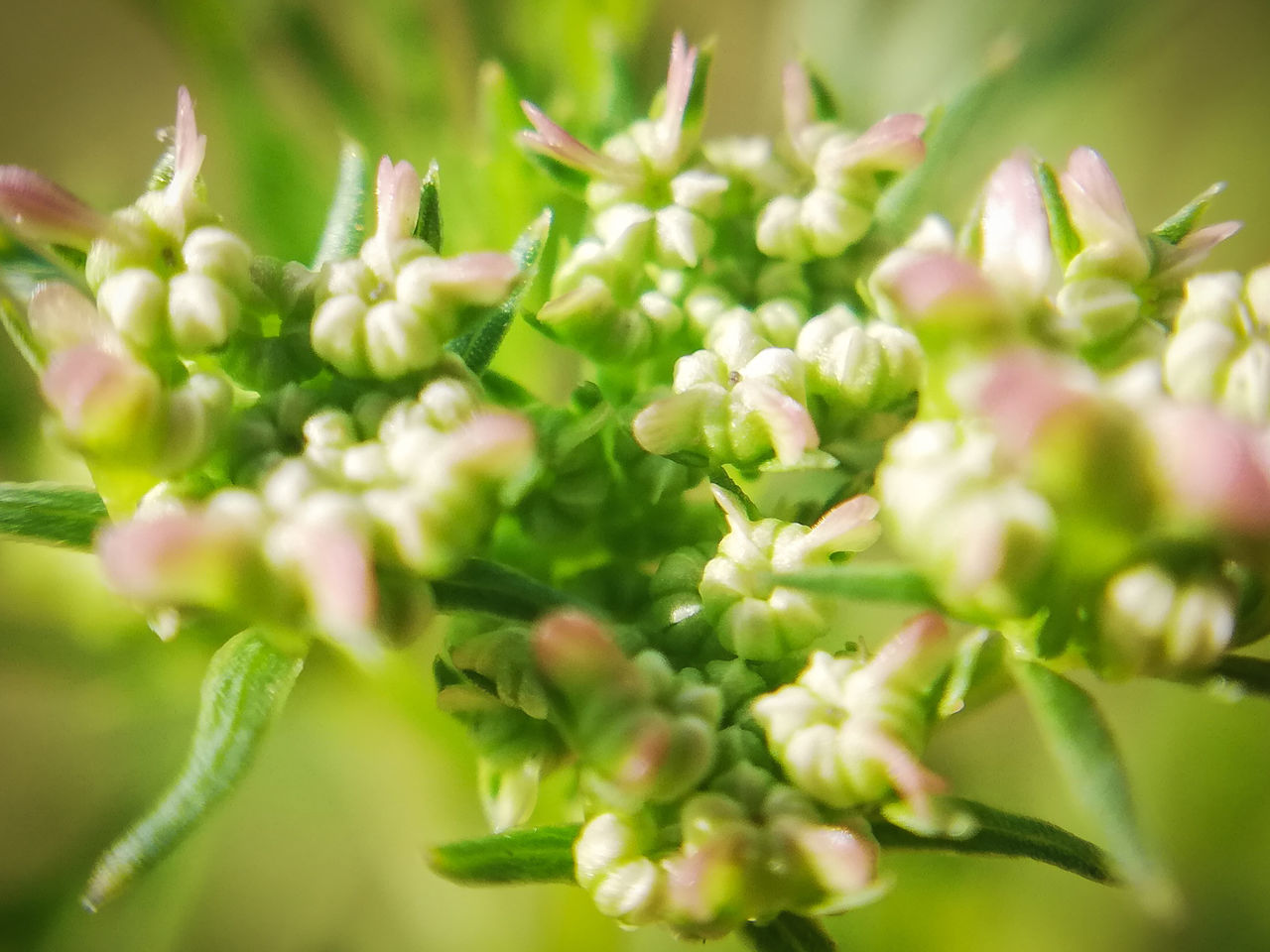 CLOSE-UP OF WHITE FLOWERING PLANTS