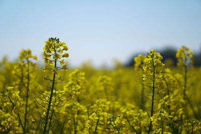 Yellow flowering plants growing on field