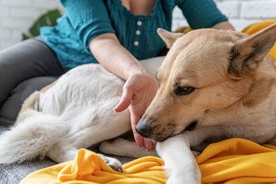 Midsection of woman with dog