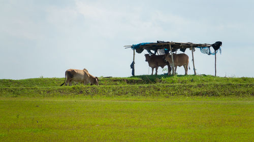 Horses on a field