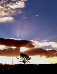 Low angle view of silhouette trees against sky at sunset