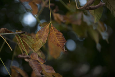 Close-up of autumn leaves