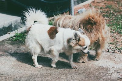 High angle view of horse on field