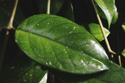 Close-up of wet plant