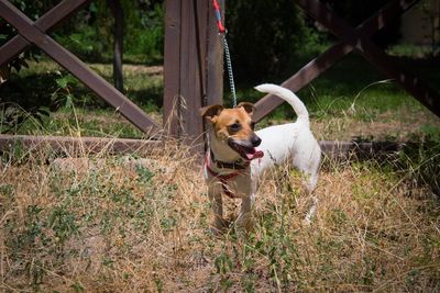 Portrait of dog on grass