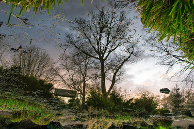 Reflection of trees on grass against sky