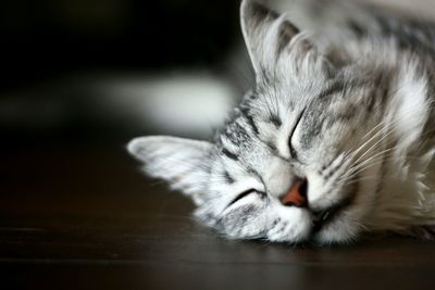 Close-up of cat with eyes closed resting on hardwood floor