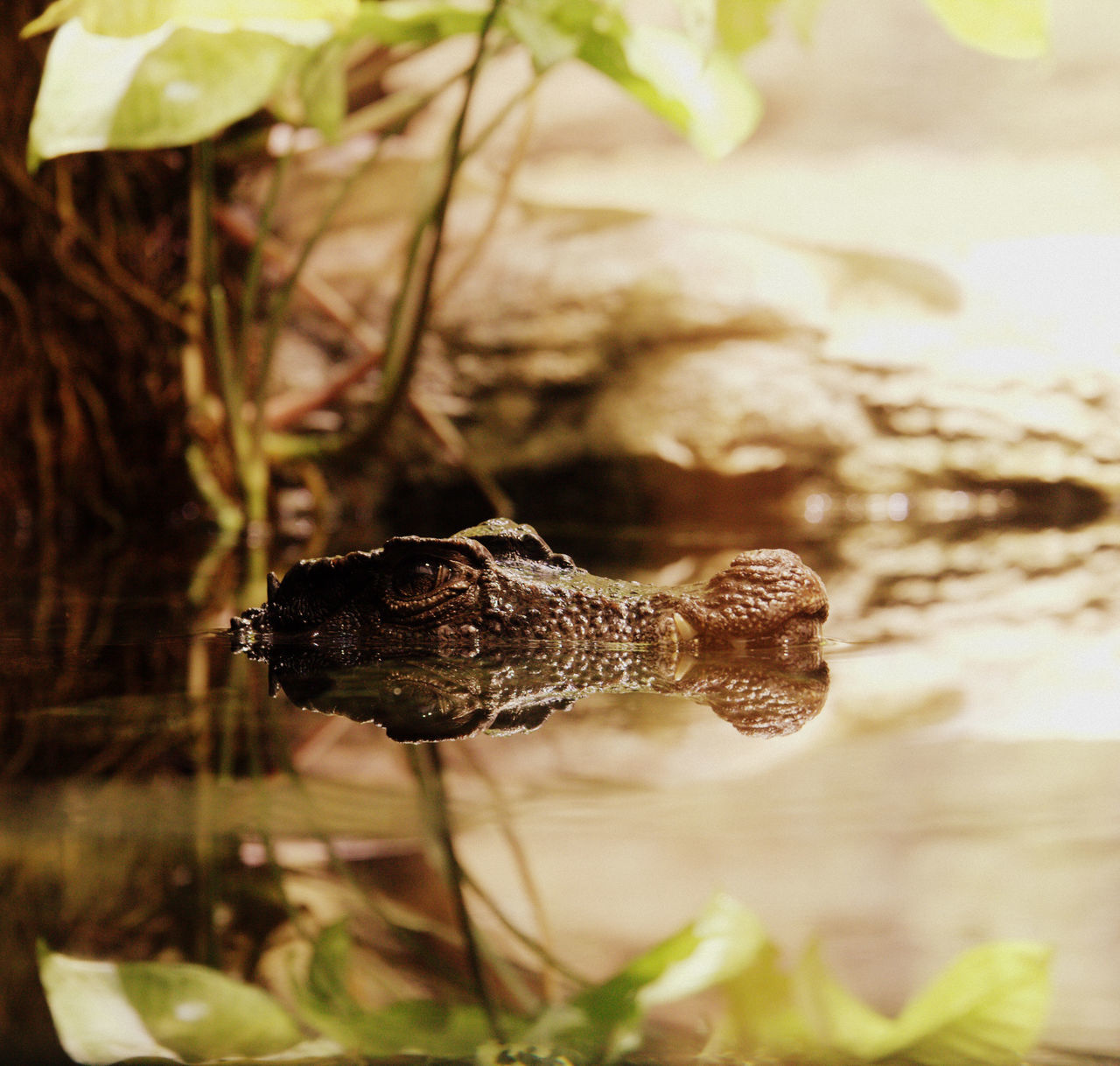 focus on foreground, nature, fragility, close-up, no people, plant, day, outdoors, animal themes, beauty in nature, one animal, growth, animals in the wild