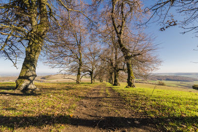 Trees on field against sky