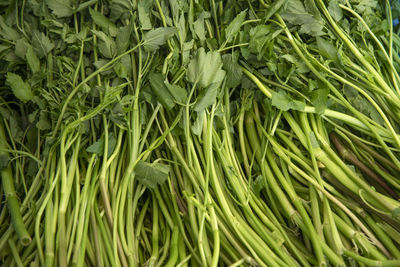 Full frame shot of water parsley 