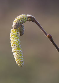 Close-up of plant