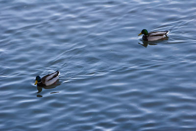 Bird flying over lake