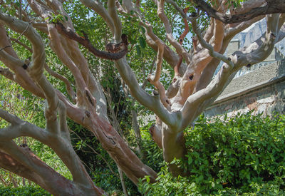 Low angle view of tree in forest