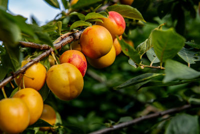 Close-up of fruits on tree