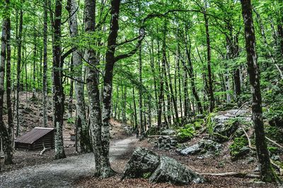 Trees in forest