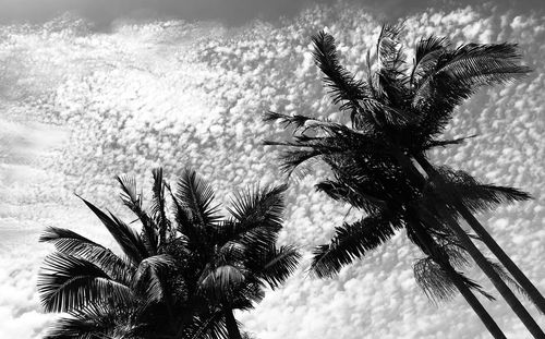 Low angle view of palm tree against sky