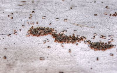 Close-up of snow on ground