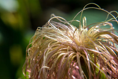 Macro shot of white flower plant