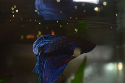 Close-up of siamese fighting fish in tank