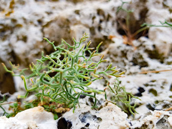 Close-up of snow on field during winter