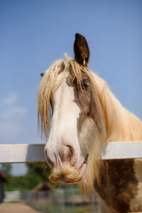 Close-up of a horse against the sky