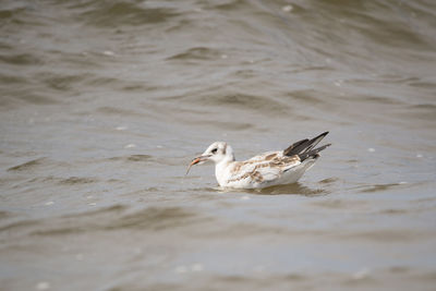 Birds flying over water