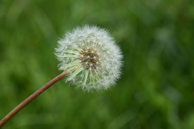 Close-up of dandelion flower