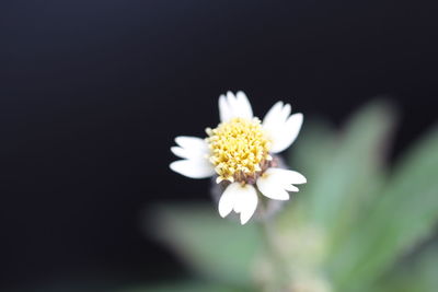 Close-up of white flower blooming against black background