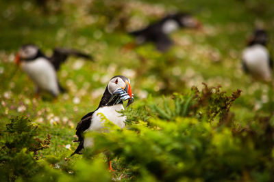 puffin with a