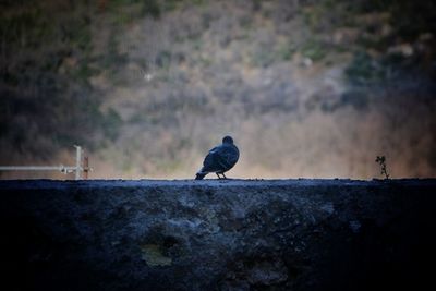 Bird perching on rock against sky
