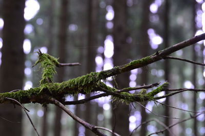 Low angle view of lizard on tree in forest
