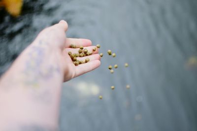 Cropped image of person releasing seeds in lake