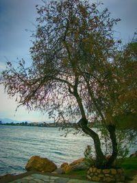 Tree by sea against sky