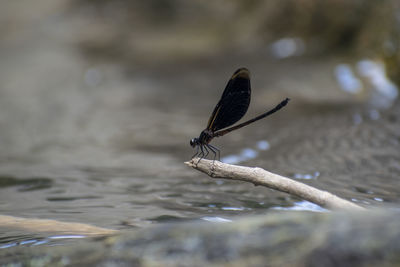 Close-up of insect on sea