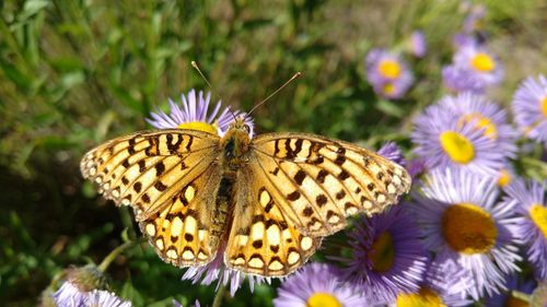 Butterfly on purple flower