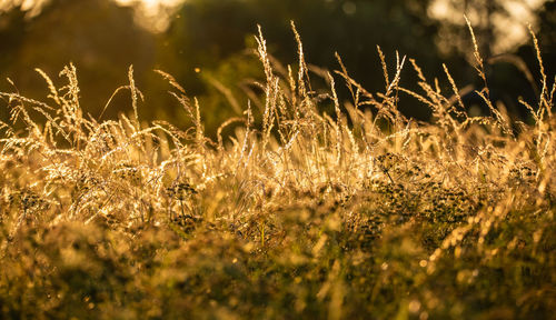 Close-up of grass on field