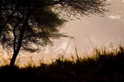 Silhouette trees on field against sky during sunset