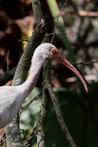 Close-up of a bird perching on branch