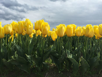 Yellow flowering plants on field against sky