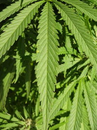 Full frame shot of leaves