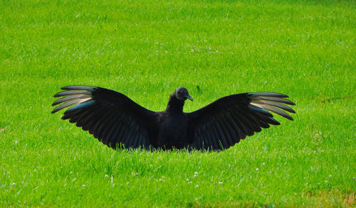 Black bird in a field