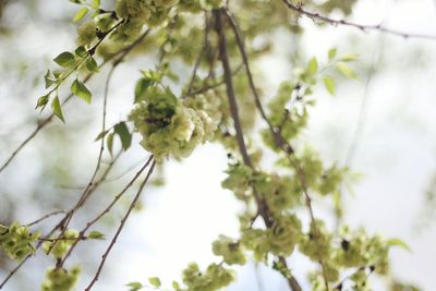 Low angle view of insect on plant