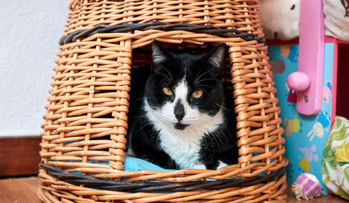 Close-up of cat in basket