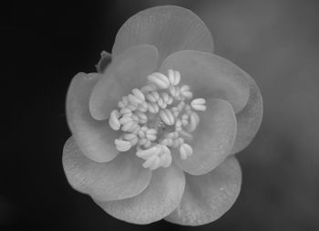 Close-up of flowering plant against black background