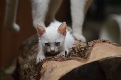 Close-up of white kitten