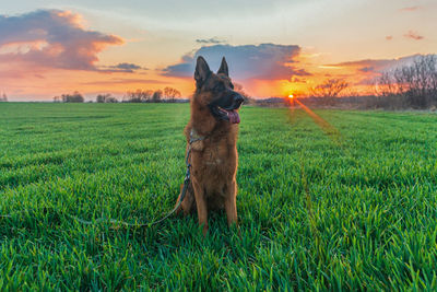 Beautiful german shepherd sitting on green grass in a field at sunset