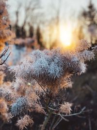 Close-up of frozen plant during winter