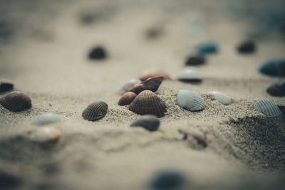 Close-up of shells on sand