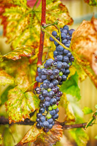 Close-up of grapes growing in vineyard