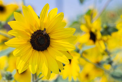 Close-up of honey bee on sunflower